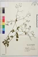 藏品(微毛爪哇唐松草)的圖片