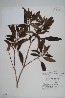 藏品(臺灣樹參)的圖片