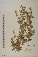 藏品(阿里山油菊)的圖片