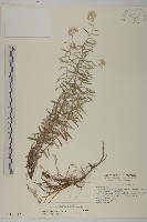 藏品(玉山抱莖籟簫)的圖片