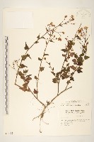 藏品(小蔓黃苑)的圖片