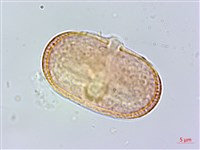 藏品(玉山彎柱芎)的圖片