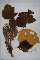 藏品(華參、裡白八角金盤)的圖片