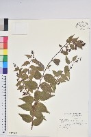 藏品(白珠樹)的圖片