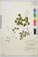 藏品(微毛爪哇唐松草)的圖片