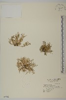 藏品(瓜槌草、漆姑草)的圖片