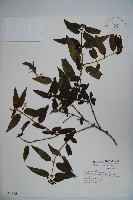 藏品(阿里山忍冬、漸尖葉忍冬)的圖片