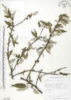 藏品(水麻)的圖片