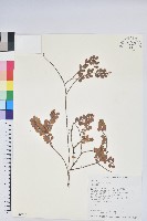 藏品(高山越橘)的圖片