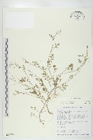 藏品(焊菜)的圖片