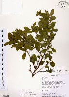 藏品(灰木)的圖片