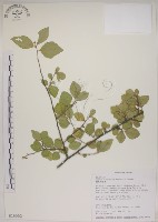 藏品(菱葉捕魚木)的圖片