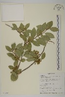 藏品(多花滇南蛇藤)的圖片