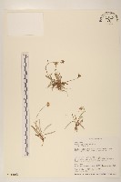 藏品(父子草、天青地白)的圖片