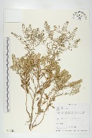 藏品(獨行菜)的圖片