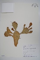 藏品(仙人掌)的圖片