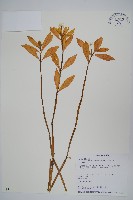 藏品(空心蓮子草)的圖片