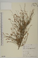 藏品(木麻黃)的圖片