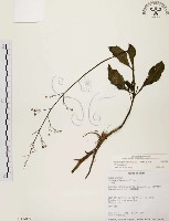 藏品(土人參)的圖片