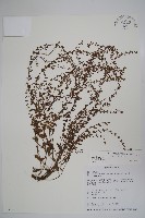 藏品(細纍子草)的圖片