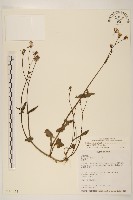 藏品(紫背草)的圖片