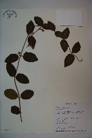 藏品(忍冬、金銀花)的圖片