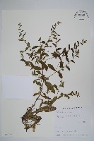 藏品(盾果草)的圖片