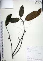 藏品(九重吹、九丁樹、脈葉榕、大葉九重吹)的圖片