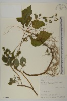 藏品(下田菊)的圖片