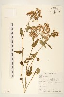 藏品(蔓黃菀)的圖片