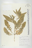 藏品(葶藶)的圖片