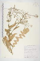 藏品(薺)的圖片