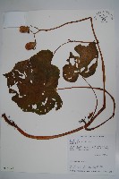 藏品(溪頭秋海棠)的圖片