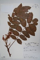 藏品(羅氏鹽膚木)的圖片