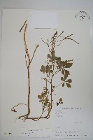 藏品(白花菜)的圖片