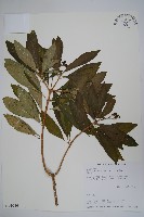 藏品(蘿芙木)的圖片