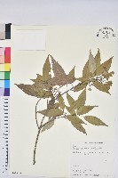 藏品(狹葉椆)的圖片