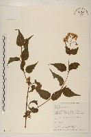 藏品(田代氏澤蘭)的圖片