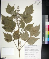 藏品(台灣牡丹藤、台灣草牡丹)的圖片