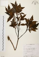 藏品(黃杞)的圖片