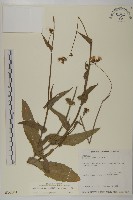 藏品(纓絨花)的圖片