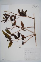 藏品(阿里山忍冬、漸尖葉忍冬)的圖片