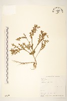 藏品(歐洲黃菀)的圖片