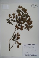 藏品(圓葉冬青)的圖片