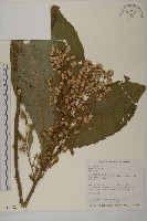 藏品(薄葉艾納香)的圖片