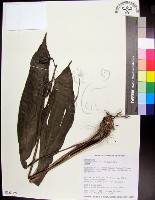 藏品(白鶴蘭)的圖片