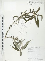 藏品(水麻)的圖片