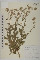 藏品(裂葉艾納香)的圖片