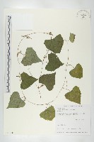 藏品(黑果馬交兒)的圖片