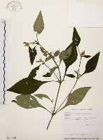 藏品(臺灣鱗球花)的圖片